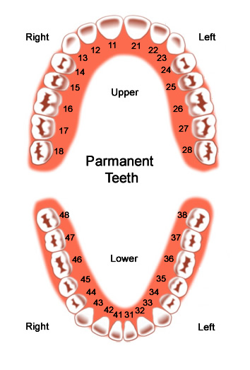 Ask The Dentist